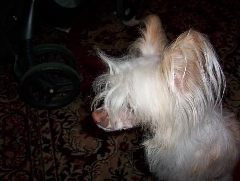 Shadow White Demonic