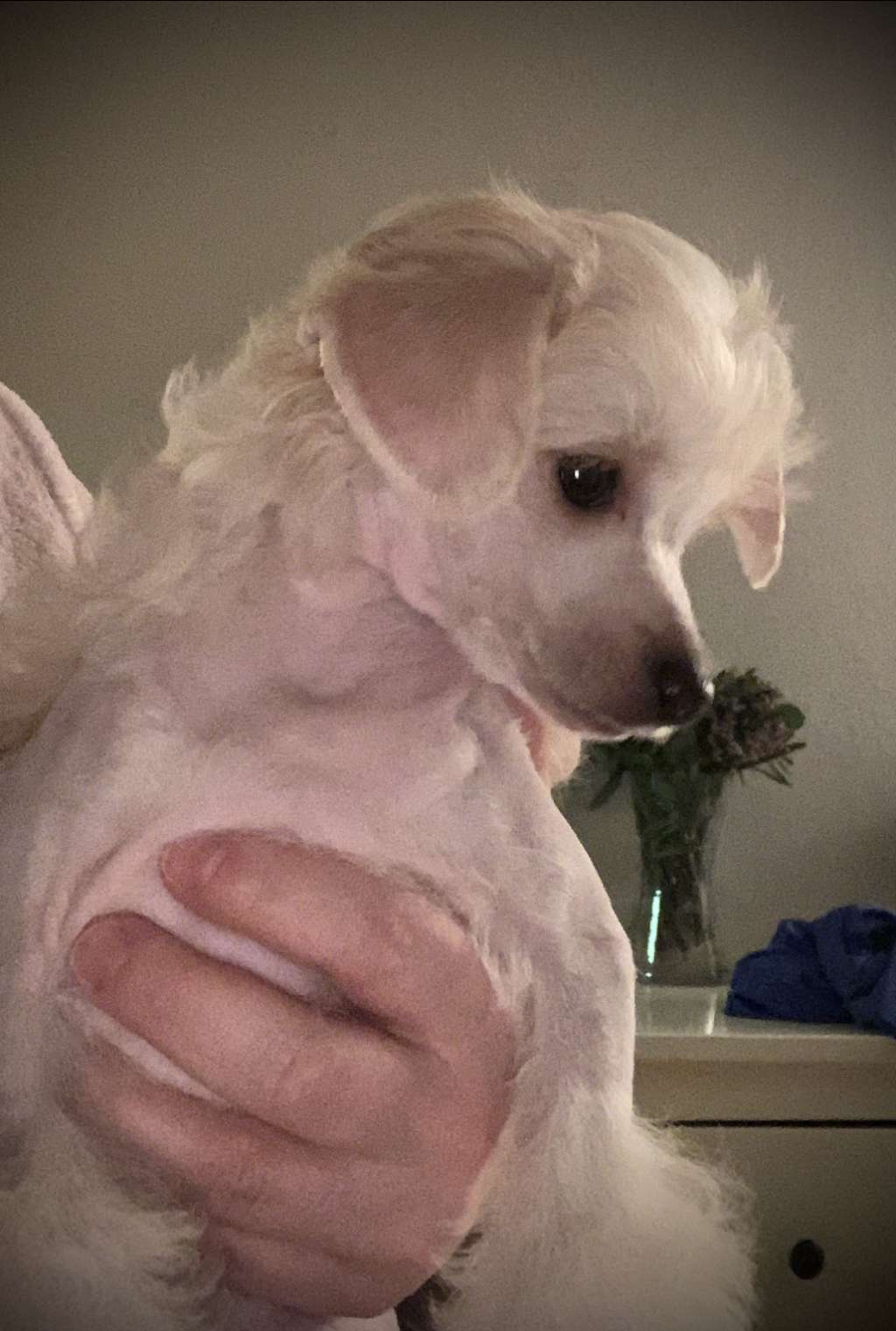 Moelmo?s Come fly with me