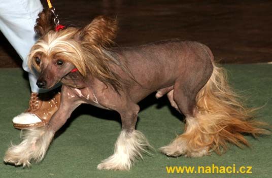 Aron z Pekelske strane