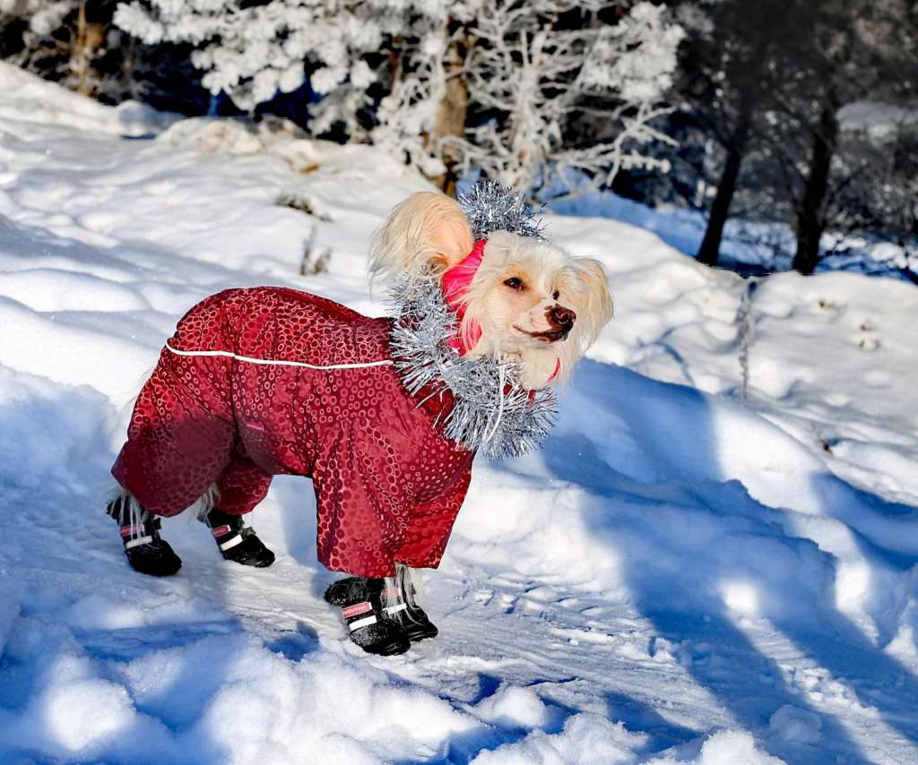 Emotion camellia dlya  Liris