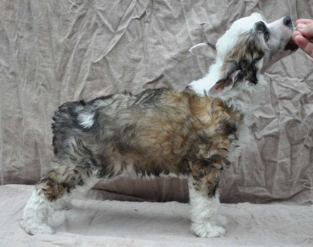 Wildeers Apricot Beauty