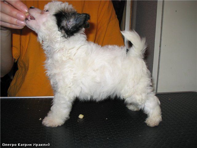 Olegro Katrin Irakliy