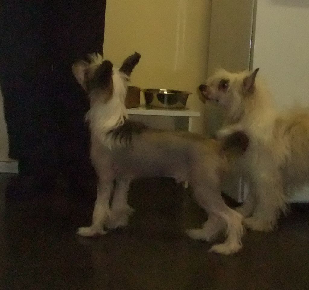 Bed-ma's Believe It Or Not Mr. Big