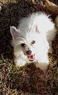 Regalaire's Lotus Star