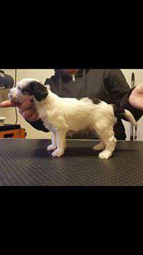 Luckytern It's A Miracle