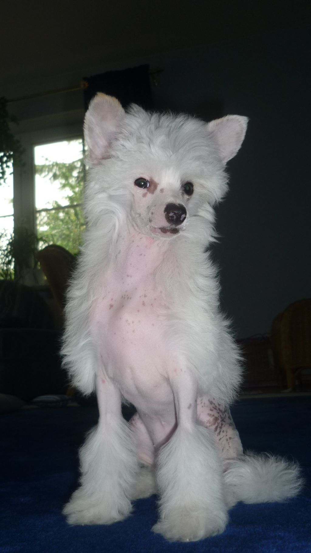 Fanny Fee Chinesische Engel