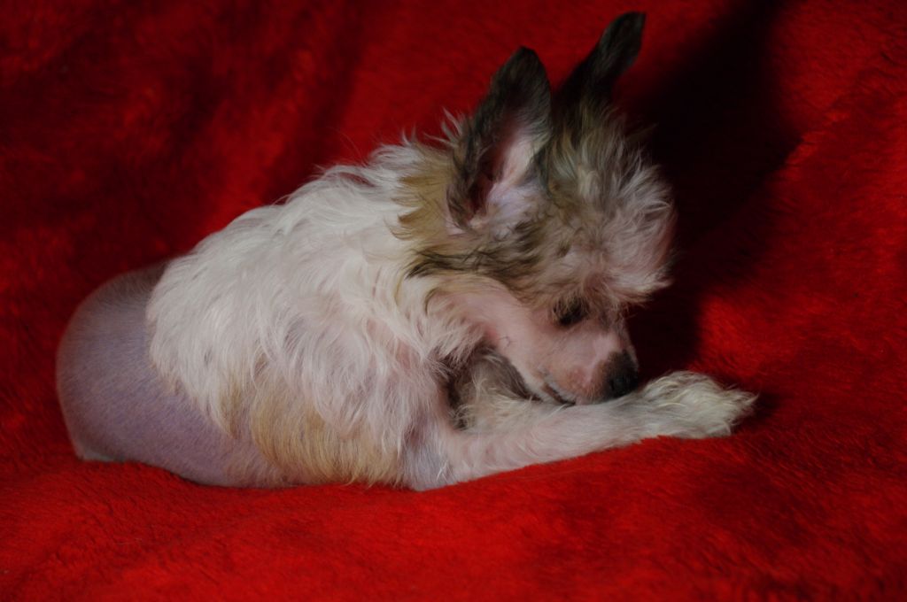 Vikiri Bells Jenevieve Leqesne