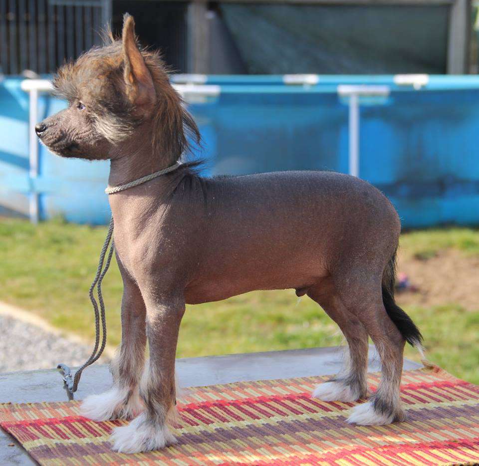 Sundust Dragons Of The Stone Age