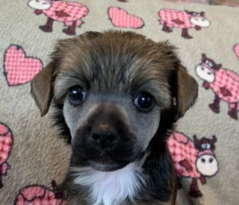 Proud Pony Born To Be Wild