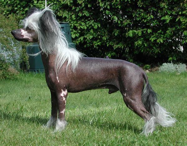 Chinetta's Carlos Crimson