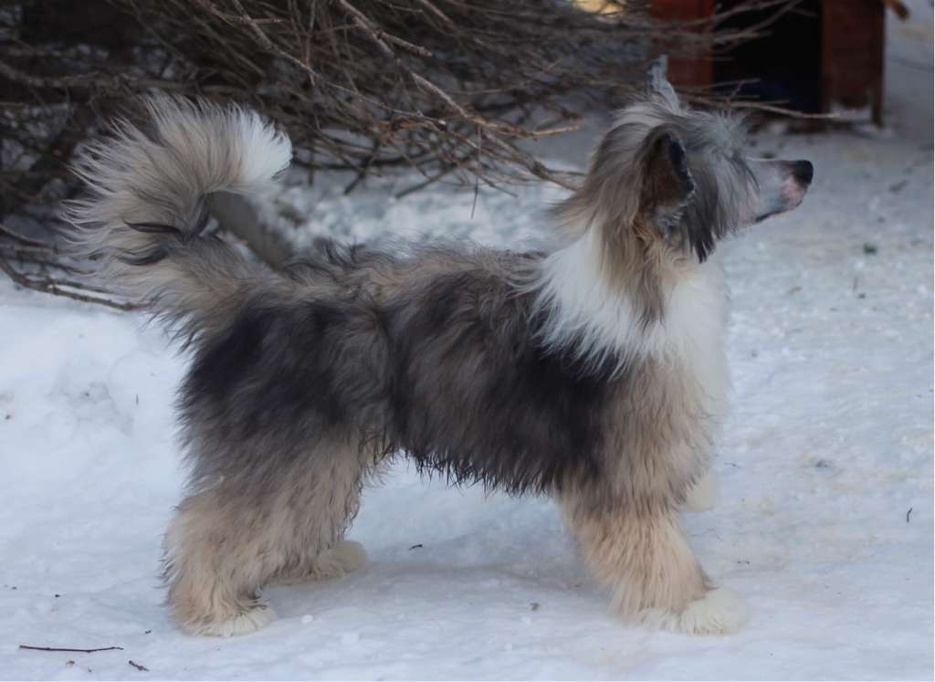 Artic Flyer's In It To Win It