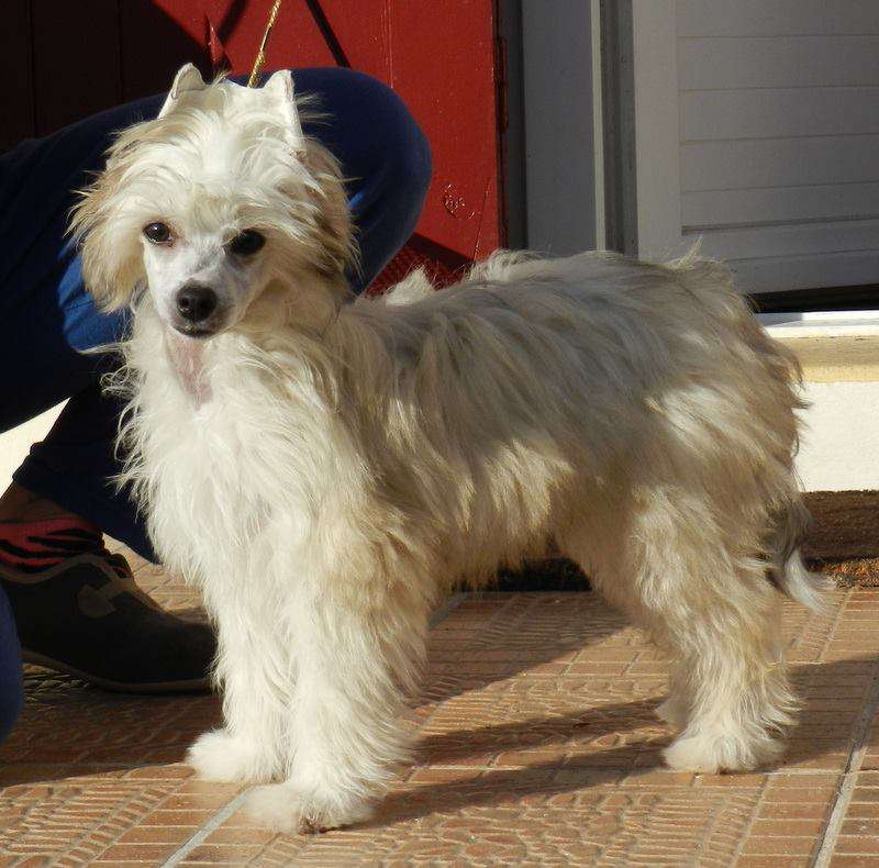 Little Dog Of Dream Meana