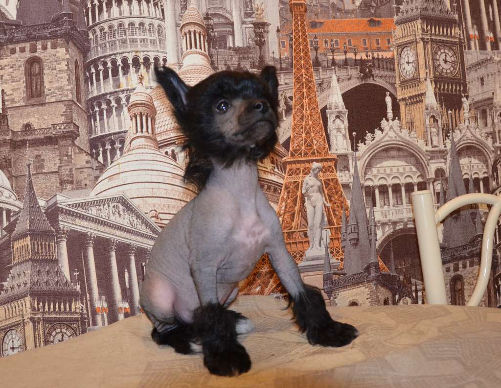 Lucius Lunti Bonus Westtai