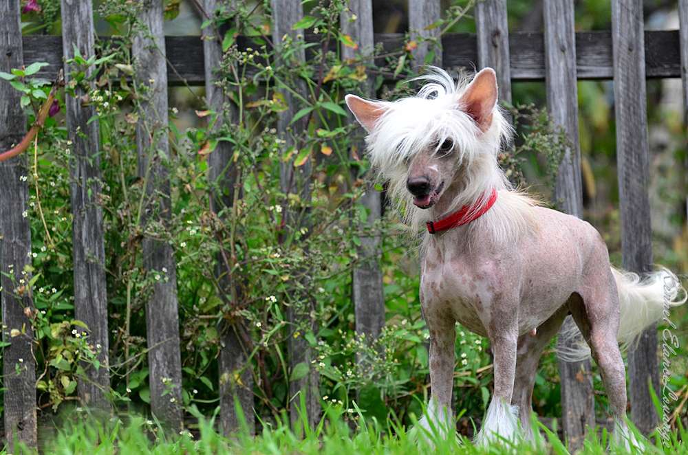 Polar Shane Victori In Ring