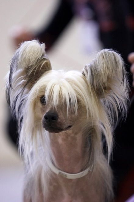 Shain of Daimond Happy