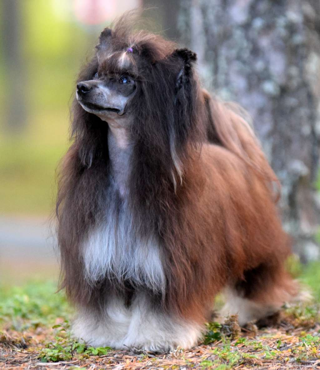 Artic Flyer's Let's Dance