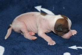 Healing Power Fandango