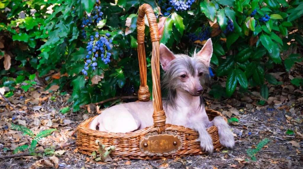 Kanis Ventus Zheleznaya Ledi