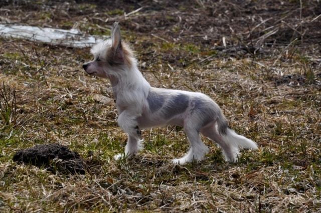 Elfgrace Arissa Marel