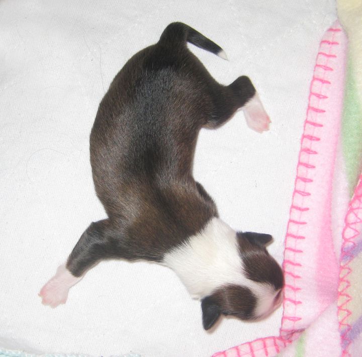 Jewels Cause for Revelation