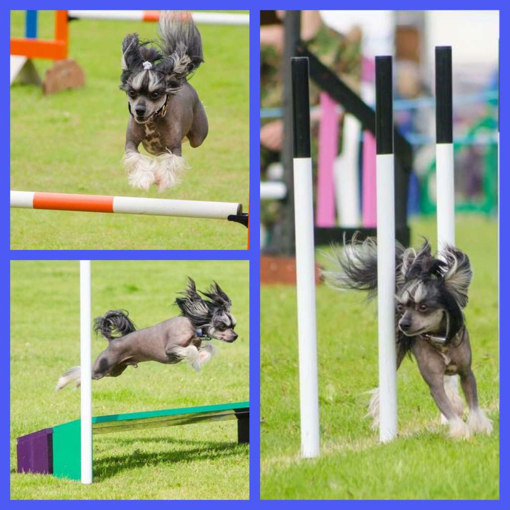 Despinia So Impulsive Con UnAmor AW (B)