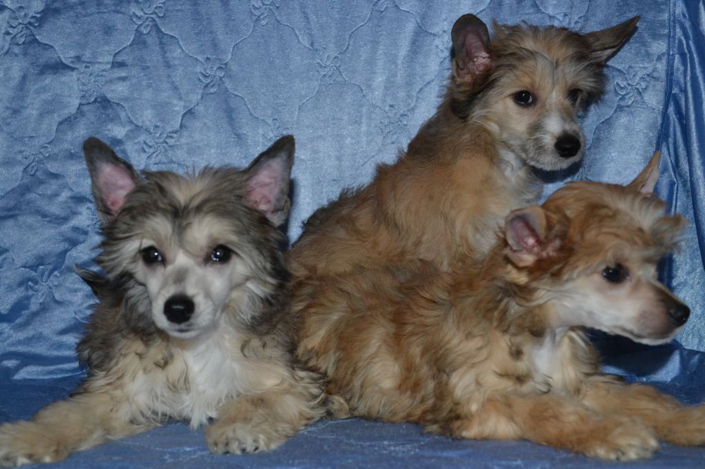 Dragonland Dew of Heaven