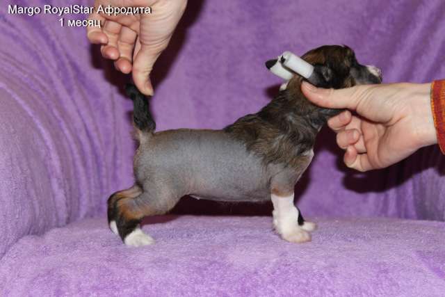 Margo RoyalStar Afrodita