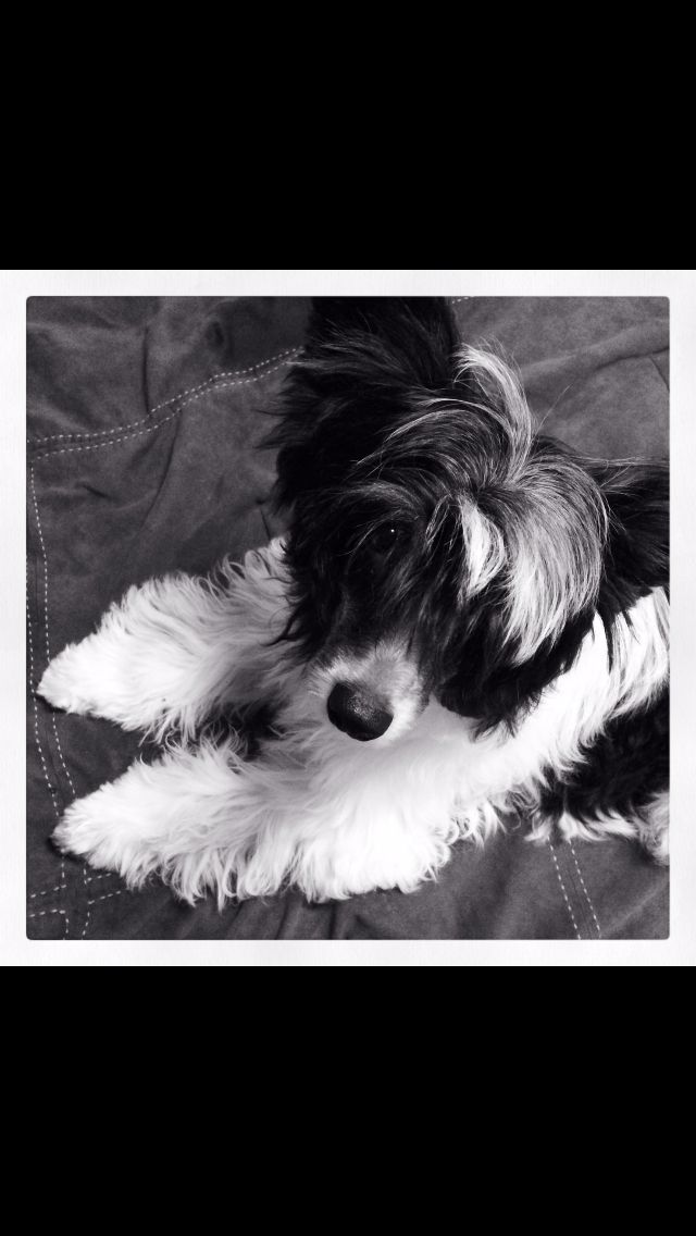 Golden Diamond Cresteds McMilly