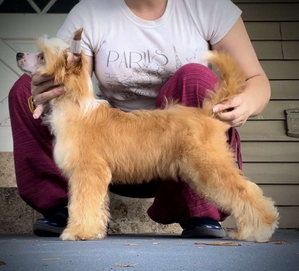 Beauty Incomparable Gucci