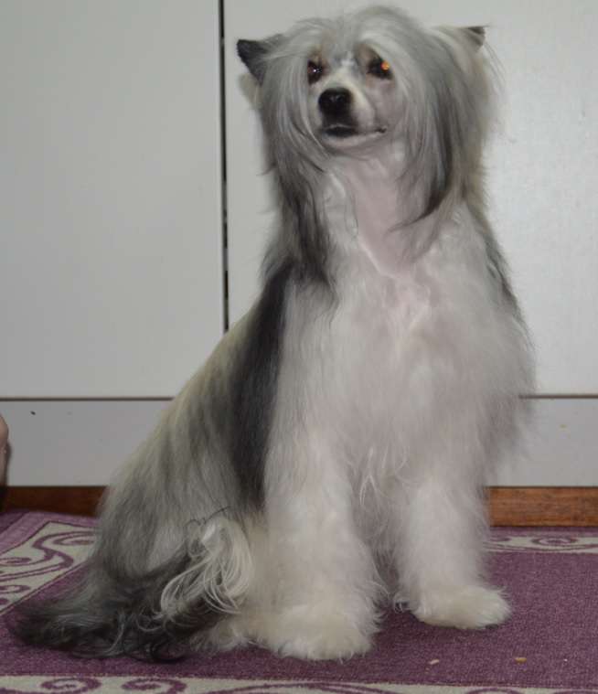 Hecaron Domina to Kaitlin D Zet