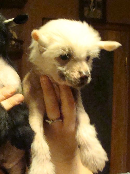 Zolotoy Orfey Black of Channel