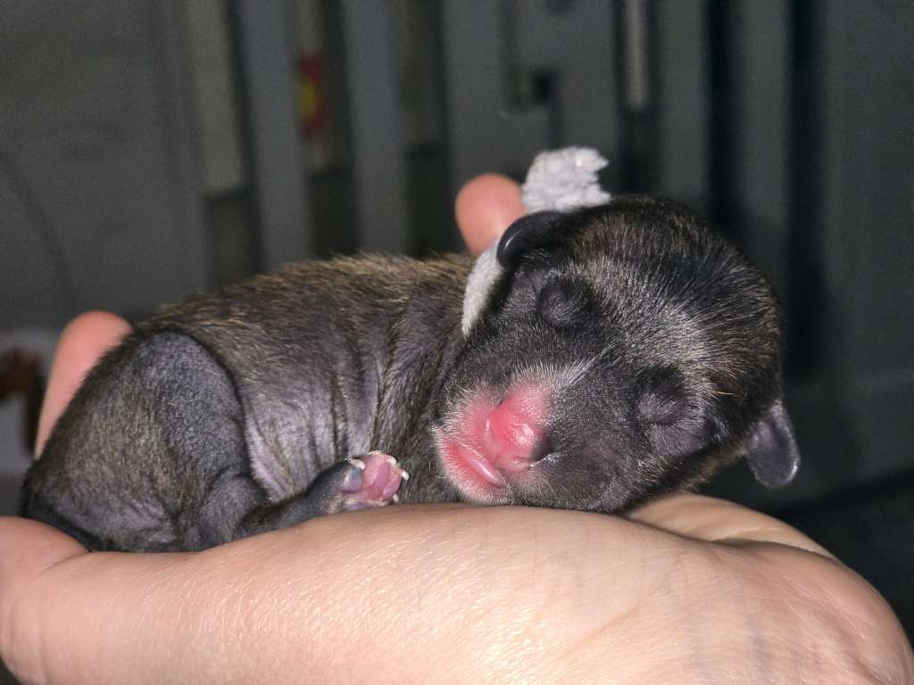 Da'Prima von den Weinbergswölfen