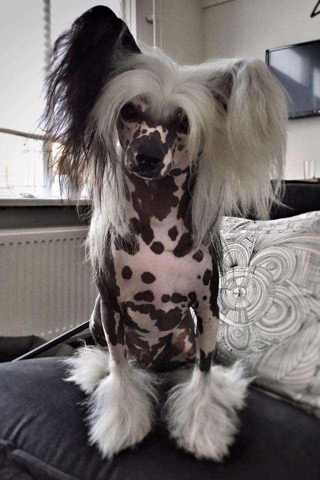 Lucky Strike of Angel's Legacy