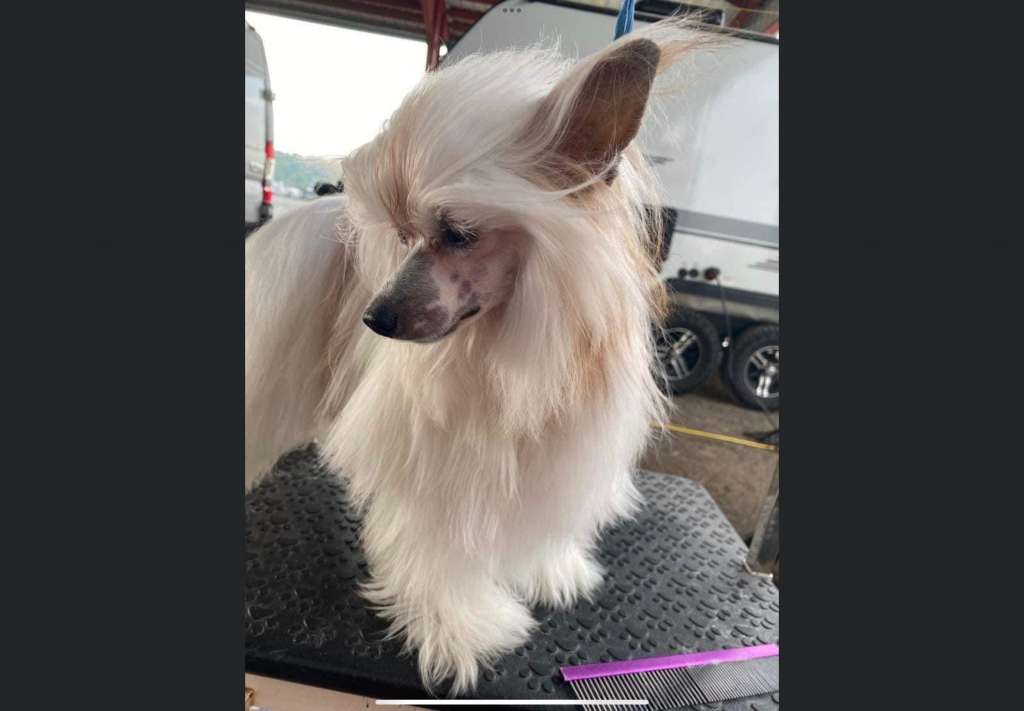 Colliwood Hello Gorgeous