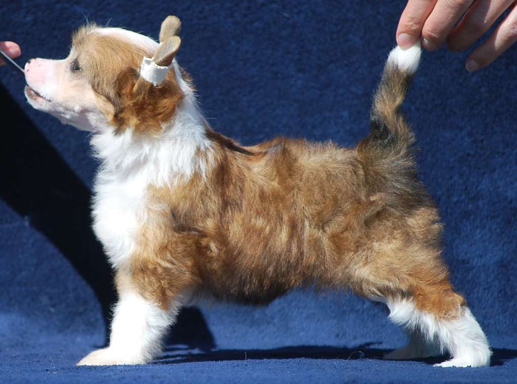 Little Dog Of Dream Never Again