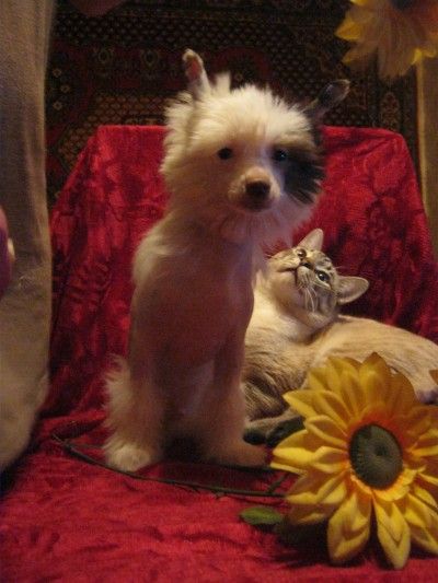 Baloven' Sud'by Keitaro