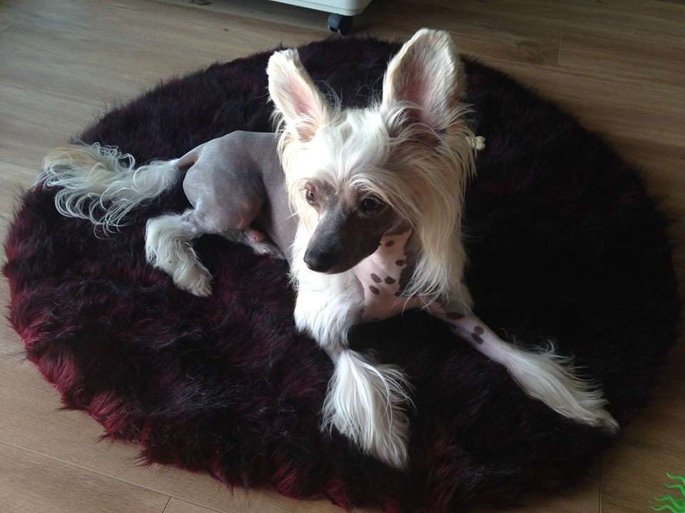 Angello Chinese Dynasty Family