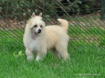 Kafé-Crème Little Champs