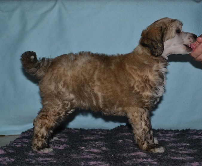 Fiabella's One Man Army