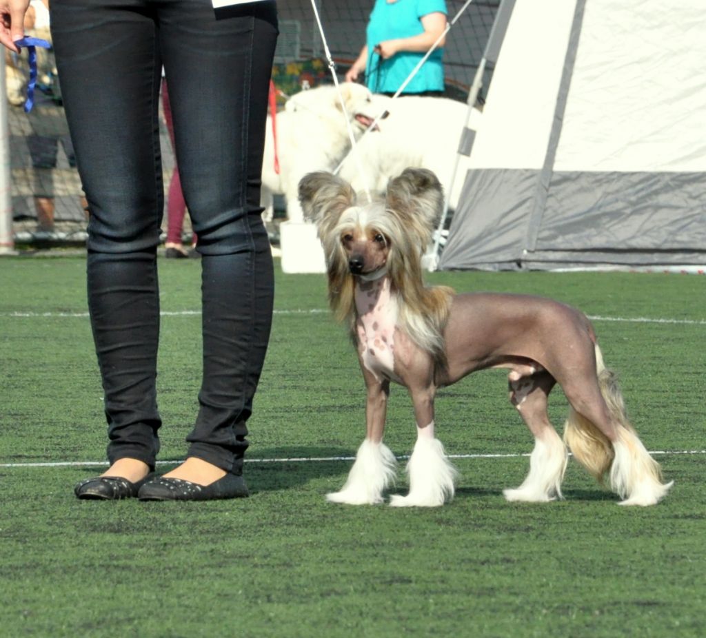 K9Madness Half'n Half