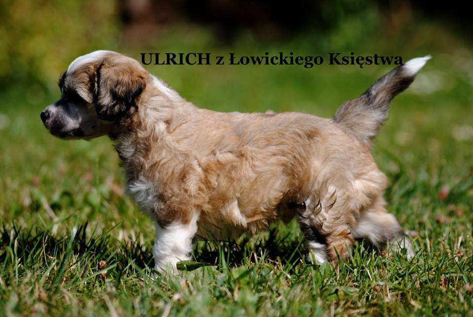 ULRICH z Lowickiego Ksiestwa