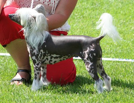 Luminara's Pink Passion Girl