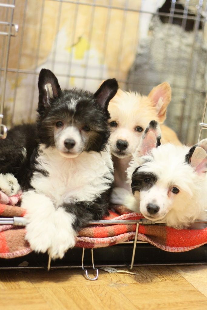 Nyu Art Takoj Schastlivij Den