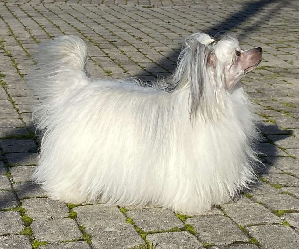 Xsara Picasso Gattaca