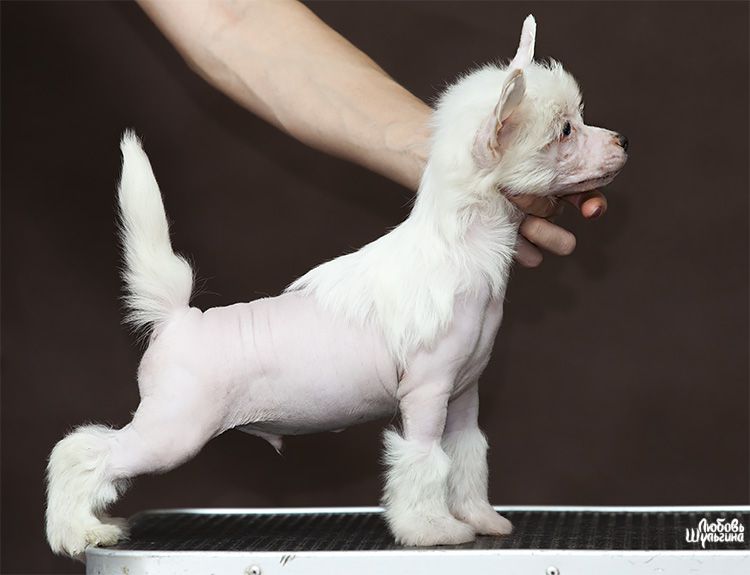 Olegro Katrin Sensation of Glory