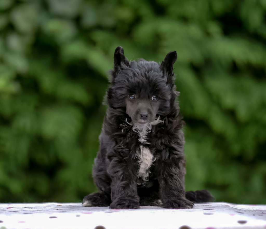 Glaukos Modern Family