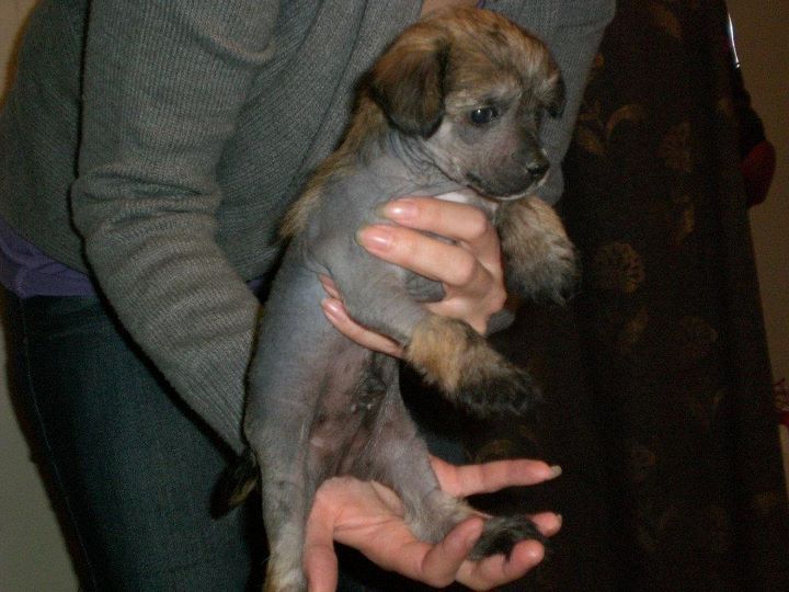 Swerotts Addicted to Apex