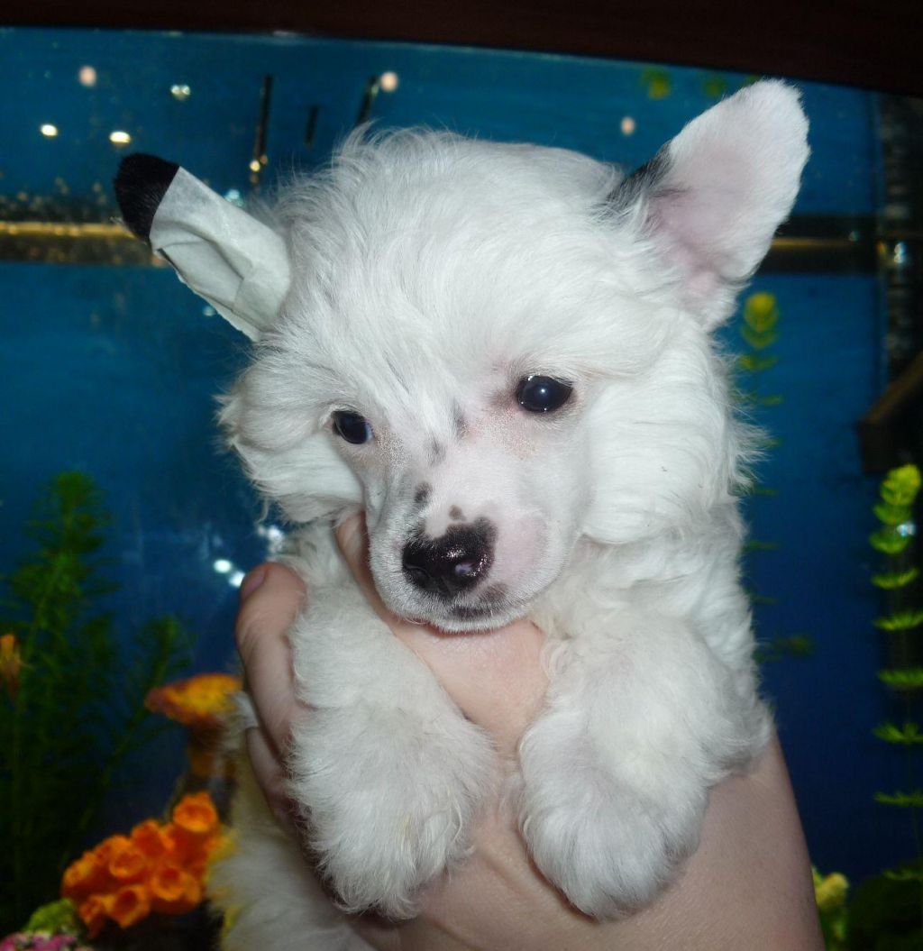 Legion Of Dream Clear Water Diamond 