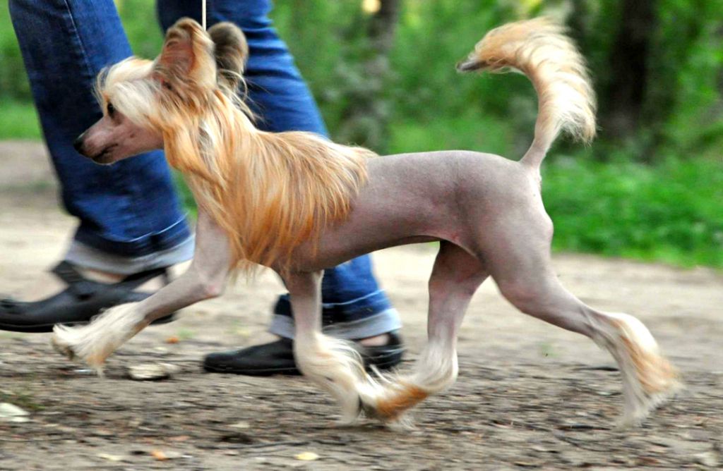 Sunny Lion Evelina Orange Beauty