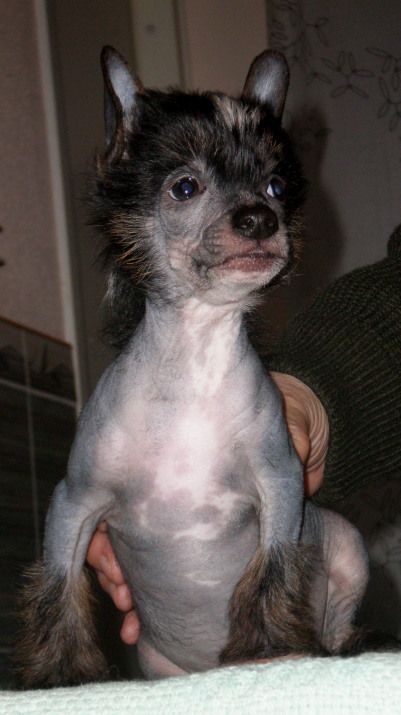 Tippytoes One Man Band